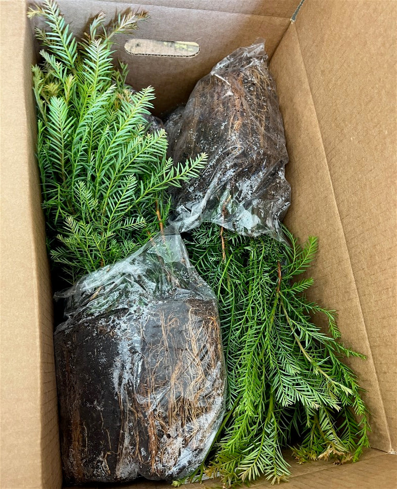 200 Coast Redwood Bag - Pickup Only