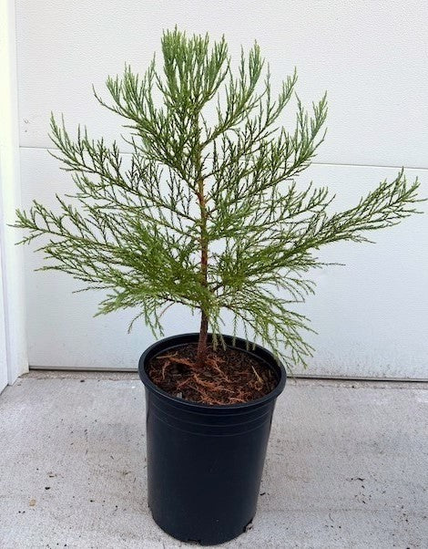 PICKUP ONLY: Large Giant Sequoia in 5-gal pot (2-3 ft)