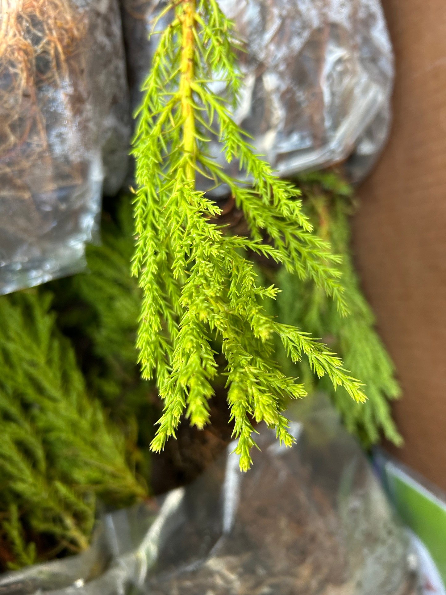 200 Giant Sequoia Bag - Pickup Only