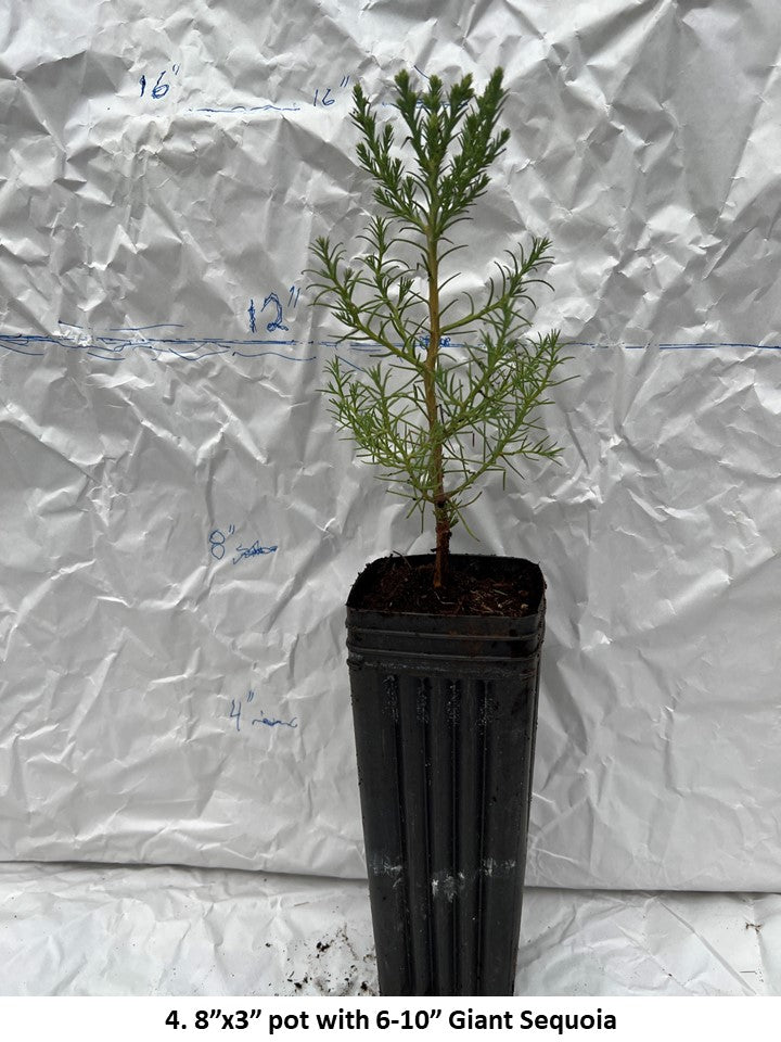PICKUP ONLY: Small Giant Sequoia in 8'' pot