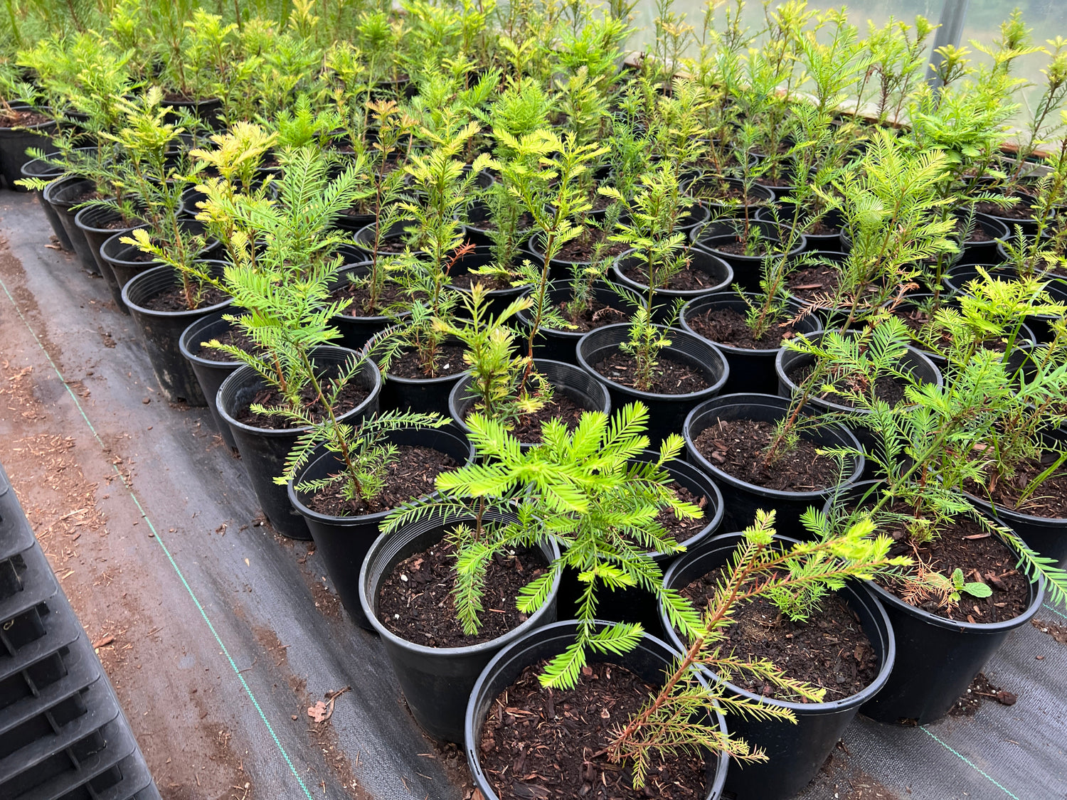 Potted Tree Sale