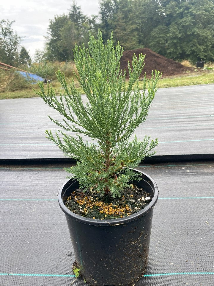 PICKUP ONLY: Giant Sequoia in 2-gal pot (1-2 ft)