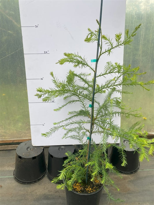 PICKUP ONLY: Coast Redwood in 2-gal pot (2-3 ft)