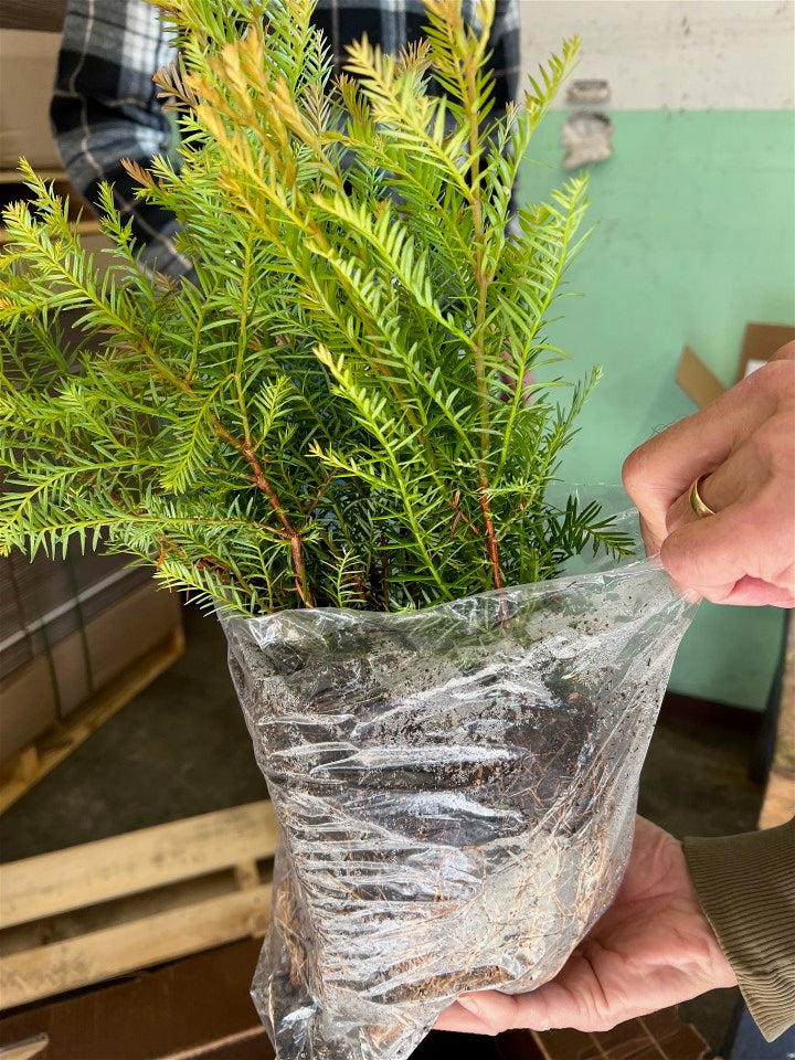 10-Seedling Bundle - Coast Redwood