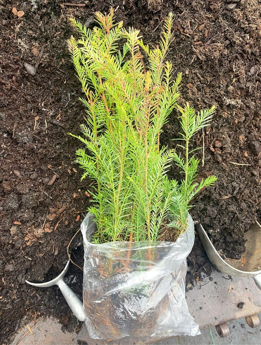 120-Seedling Box - Coast Redwood