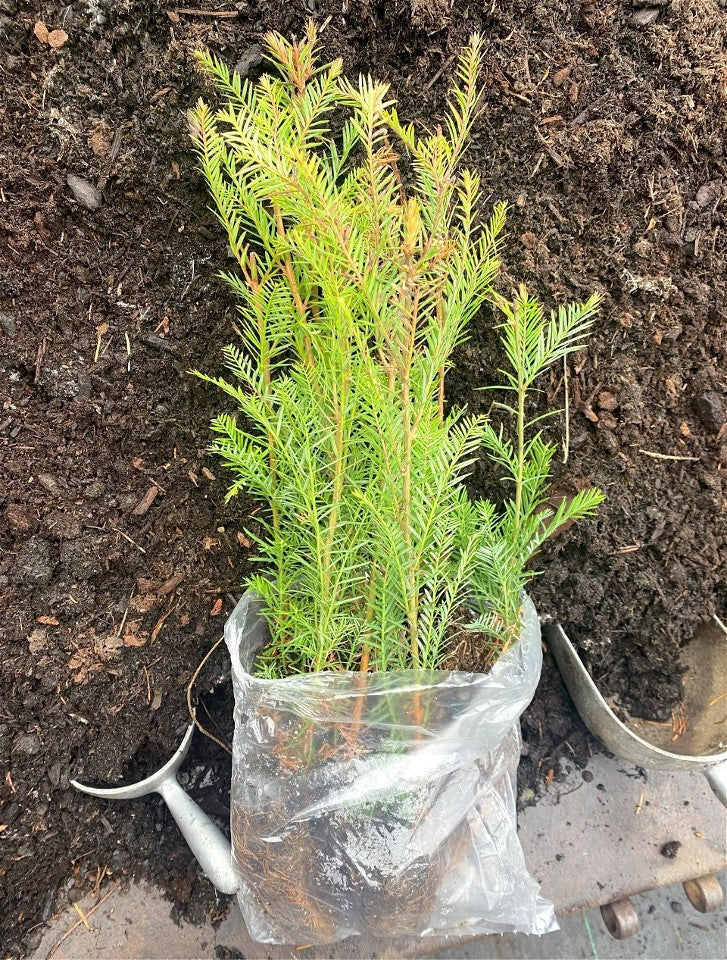 10-Seedling Bundle - Giant Sequoia