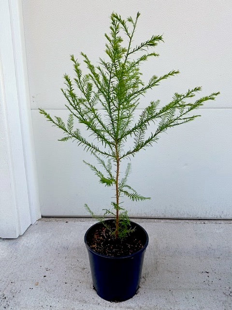 PICKUP ONLY: Medium Coast Redwood in 2-gal pot (2-3 ft)
