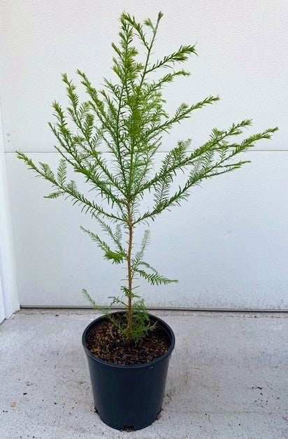 PICKUP ONLY: Medium Coast Redwood in 2-gal pot (2-3 ft)