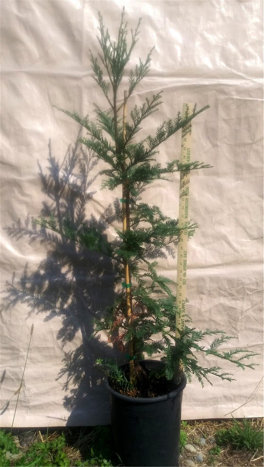 PICKUP ONLY: Coast Redwood in 5-gal pot (3-4ft)