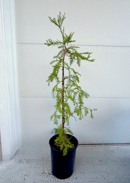 PICKUP ONLY: Large Coast Redwood in 5-gal pot (3-4ft)