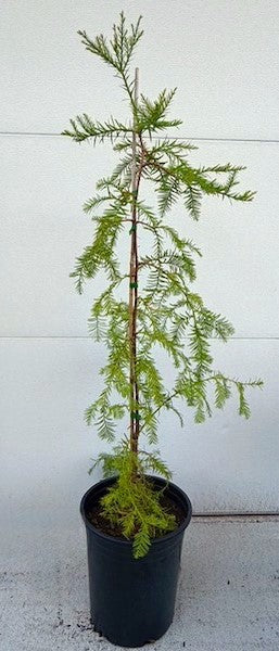 PICKUP ONLY: Large Coast Redwood in 5-gal pot (3-4ft)