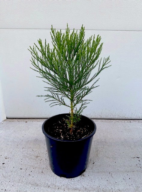 PICKUP ONLY: Medium Giant Sequoia in 2-gal pot (1-2 ft)