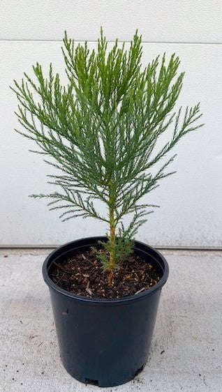 PICKUP ONLY: Medium Giant Sequoia in 2-gal pot (1-2 ft)