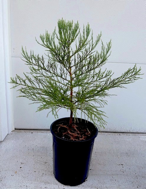 PICKUP ONLY: Large Giant Sequoia in 5-gal pot (2-3 ft)