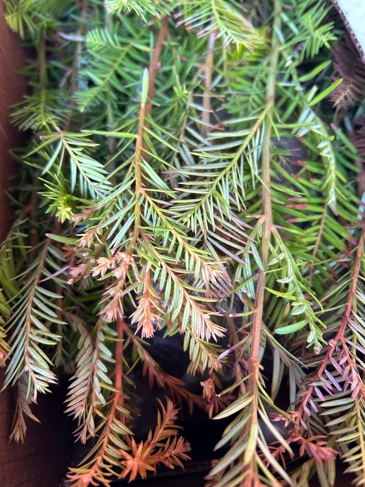 200-Bundle Coast Redwood Plugs - Ship Only