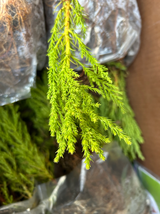 200 Giant Sequoia Bag - Pickup Only