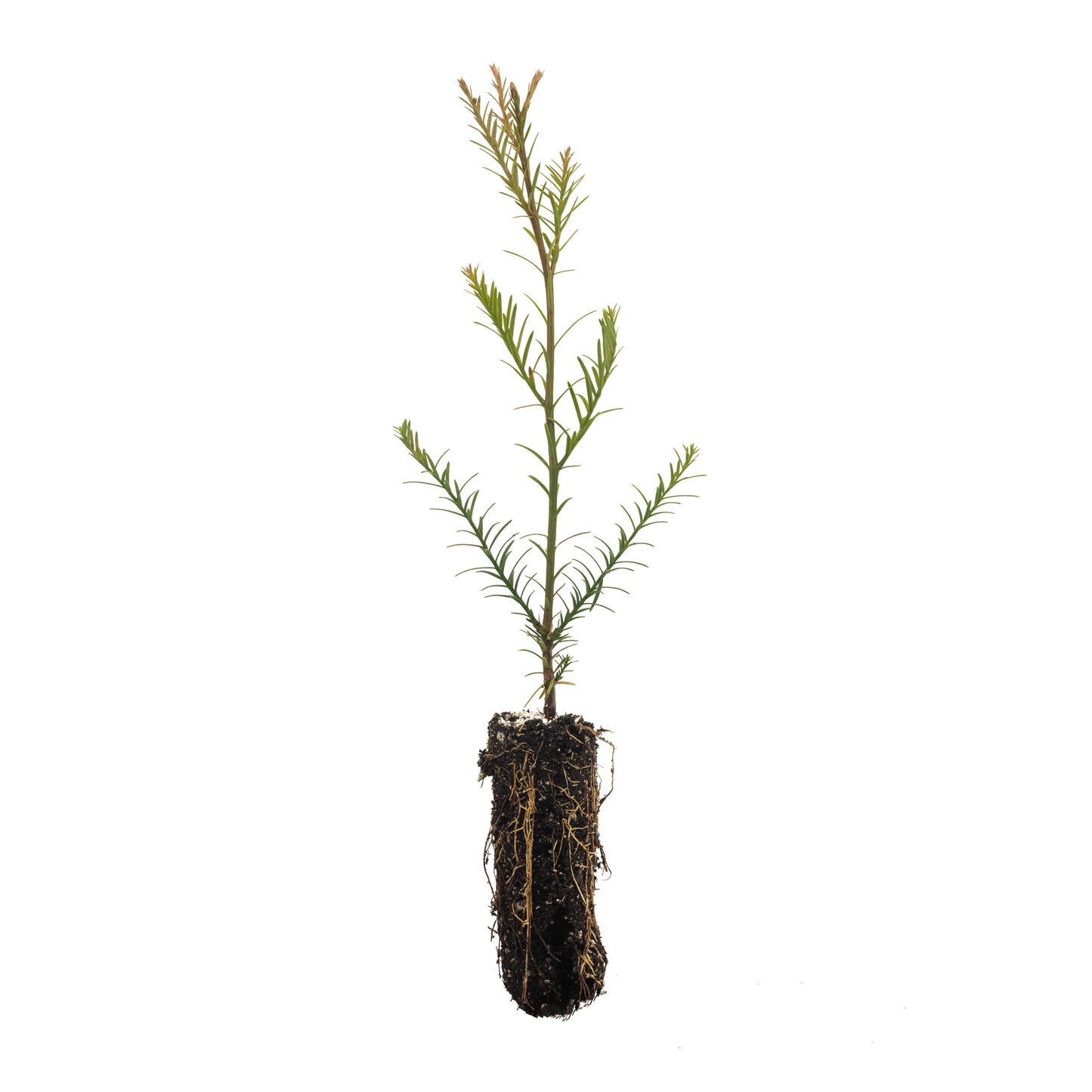 10-Seedling Bundle - Coast Redwood