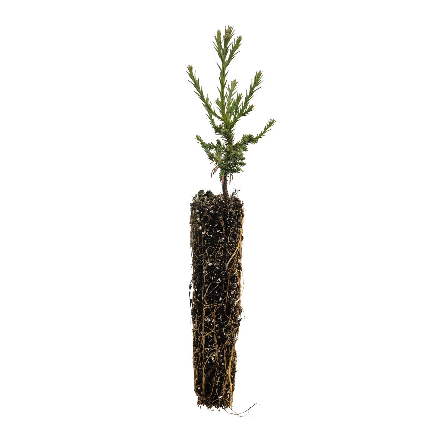 10-Seedling Bundle - Giant Sequoia