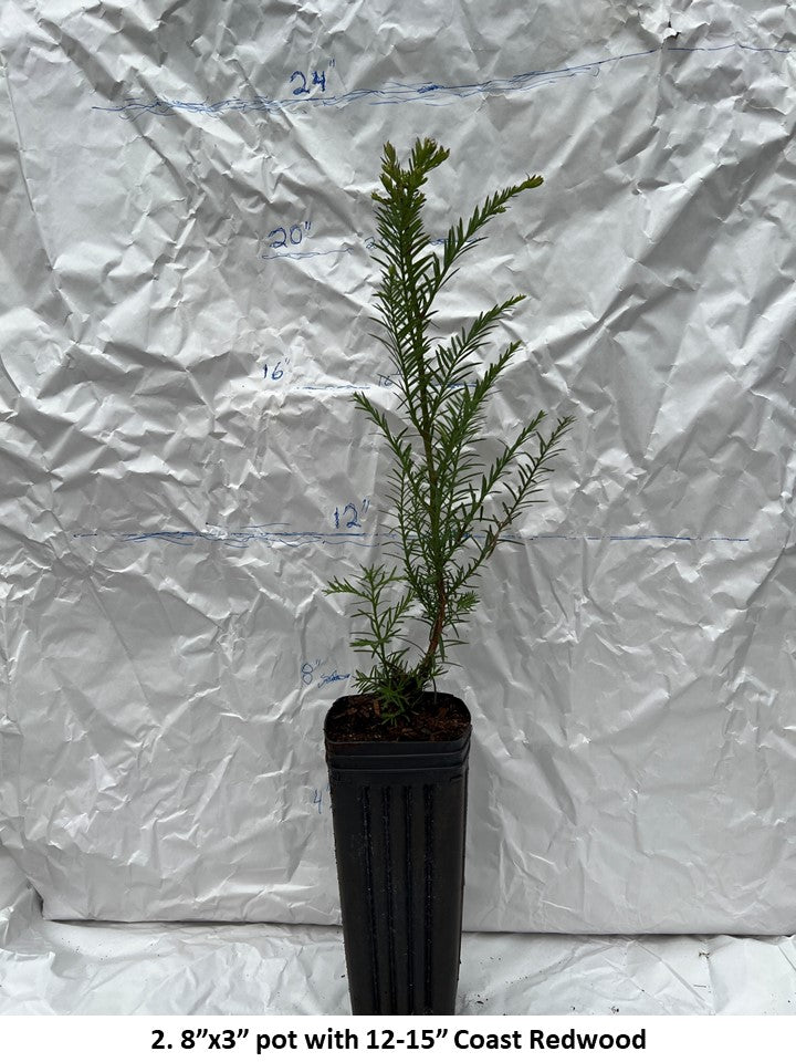PICKUP ONLY: Small Coast Redwood in 8'' pot