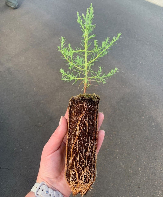 40-Seedling Box - Giant Sequoia