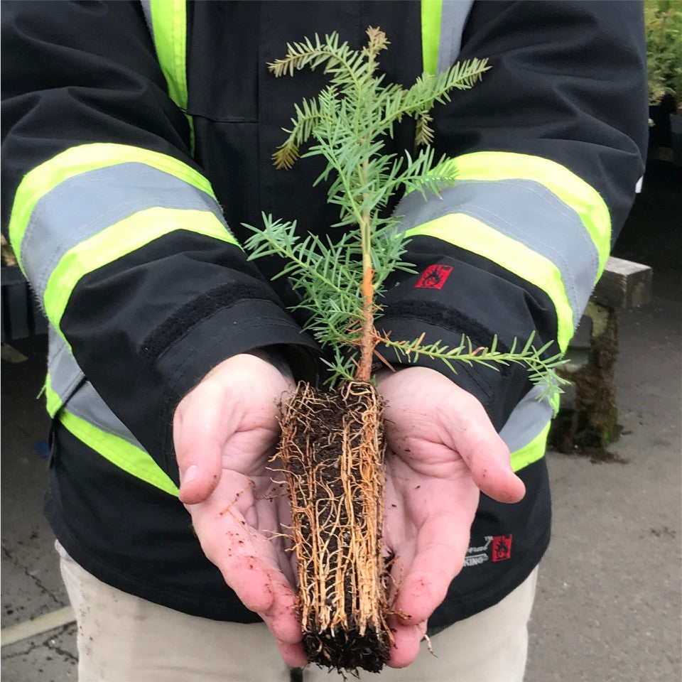 200-Bundle Coast Redwood Plugs - Ship Only